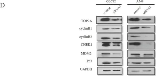 Western blot - Anti-MDM2 (phospho S166) antibody [EPR1450(2)] (AB170880)