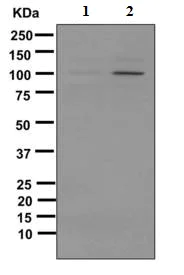 Western blot - Anti-MDM2 (phospho S166) antibody [EPR1450(2)] (AB170880)