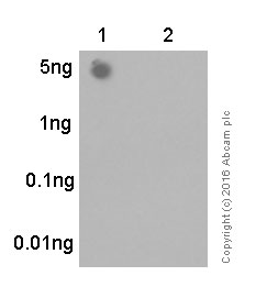 Dot Blot - Anti-MDM2 (phospho S166) antibody [EPR1450(2)] - BSA and Azide free (AB249560), expandable thumbnail