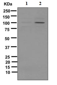 Western blot - Anti-MDM2 (phospho S166) antibody [EPR1450(2)] - BSA and Azide free (AB249560), expandable thumbnail
