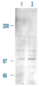 Western blot - Anti-MDM2 (phospho S185) antibody (AB1094)