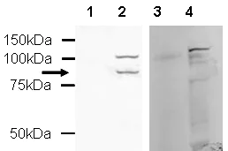 Western blot - Anti-MDMX/MDM4 antibody (AB16058)