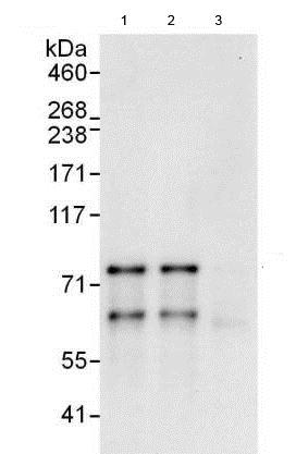 Immunoprecipitation - Anti-MDMX/MDM4 antibody (AB190364)