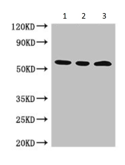 Western blot - Anti-MDMX/MDM4 antibody (AB222905)