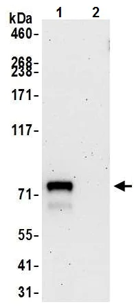 Immunoprecipitation - Anti-MDMX/MDM4 antibody [BL-3-2F2] (AB243859)