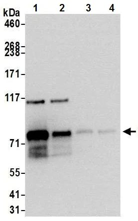 Western blot - Anti-MDMX/MDM4 antibody [BL-3-2F2] (AB243859)