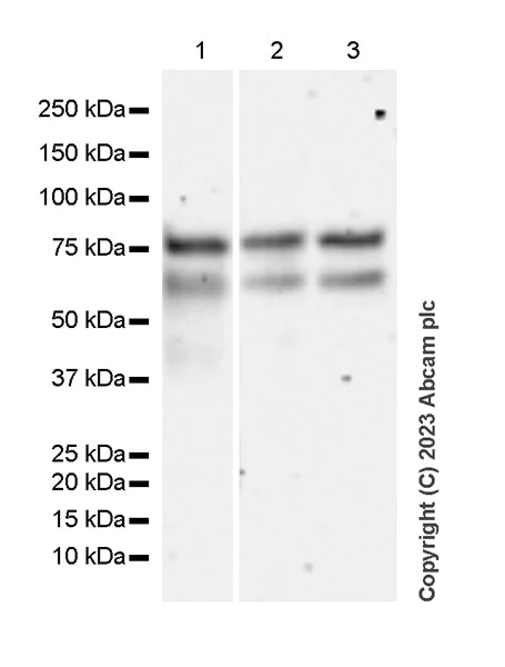 Western blot - Anti-MDMX/MDM4 antibody [EPR25209-54] - BSA and Azide free (AB313615)