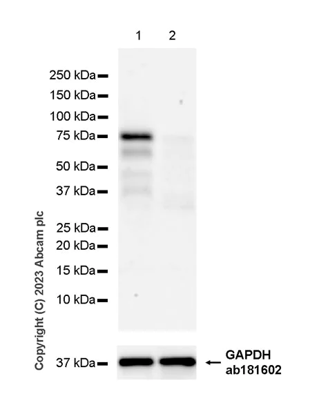 Western blot - Anti-MDMX/MDM4 antibody [EPR25209-54] - BSA and Azide free (AB313615)