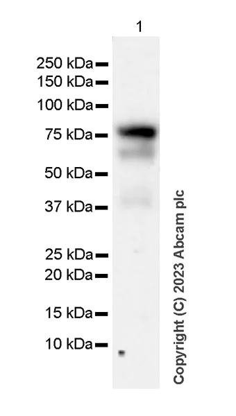 Western blot - Anti-MDMX/MDM4 antibody [EPR25209-54] - BSA and Azide free (AB313615)