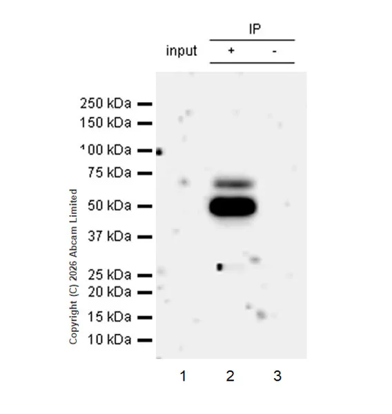 Immunoprecipitation - Anti-MDMX/MDM4 antibody [EPR30428-545] (AB325337)