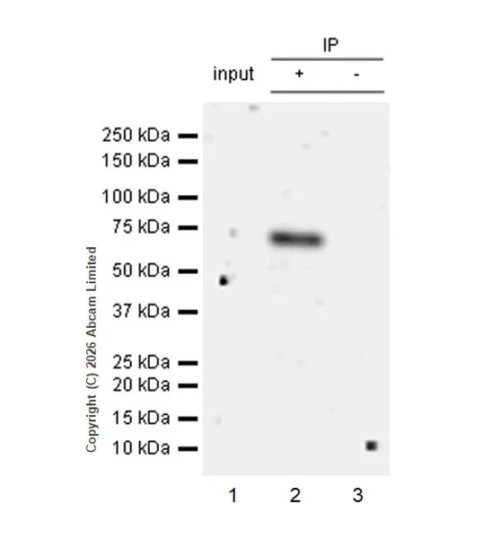 Immunoprecipitation - Anti-MDMX/MDM4 antibody [EPR30428-545] (AB325337)