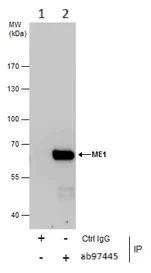 Immunoprecipitation - Anti-ME1 antibody (AB97445)