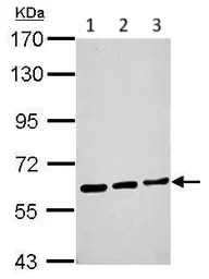 Western blot - Anti-ME1 antibody (AB97445)