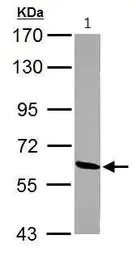 Western blot - Anti-ME1 antibody (AB97445)