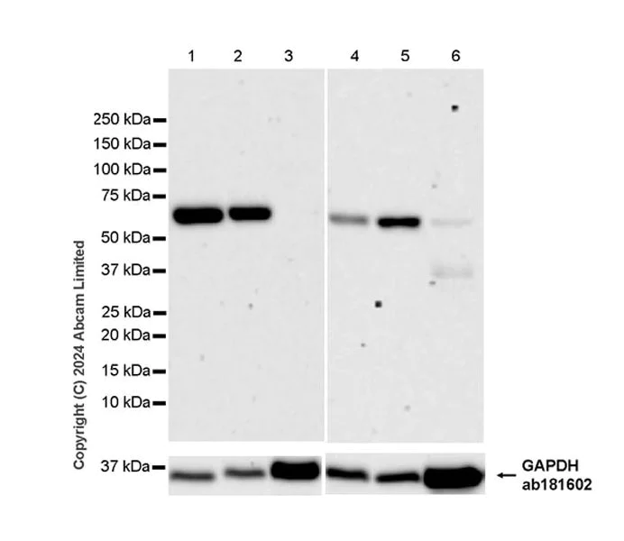Western blot - Anti-ME1 antibody [EPR28891-30] - BSA and Azide free (AB324831)