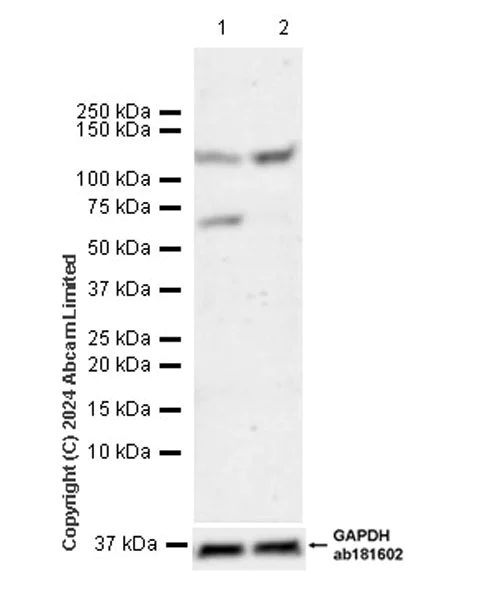 Western blot - Anti-ME1 antibody [EPR28891-30] - BSA and Azide free (AB324831)