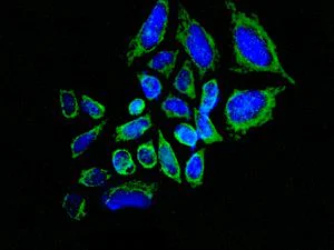 Immunocytochemistry/ Immunofluorescence - Anti-ME2 antibody [EPR7218] - BSA and Azide free (AB248127)