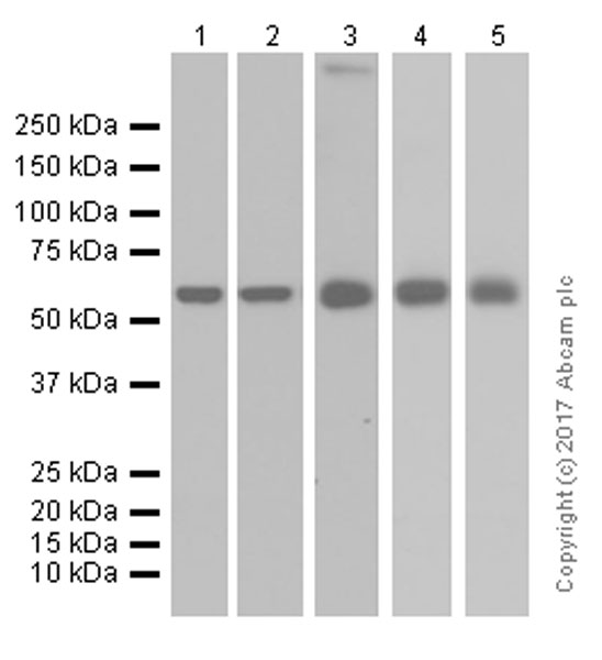 Anti-ME3 antibody [EPR10378]