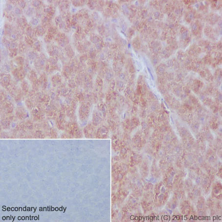 Immunohistochemistry (Formalin/PFA-fixed paraffin-embedded sections) - Anti-Meckelin antibody [EPR17187] (AB202062)