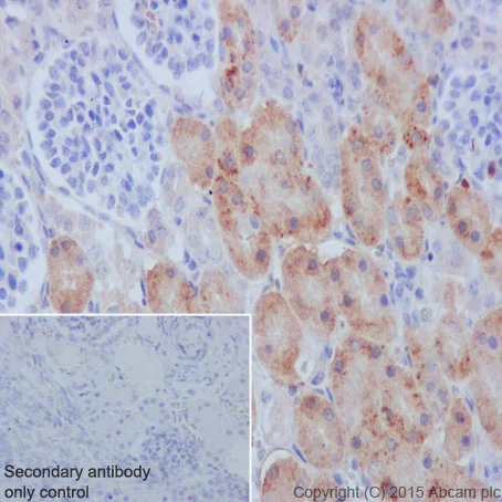 Immunohistochemistry (Formalin/PFA-fixed paraffin-embedded sections) - Anti-Meckelin antibody [EPR17187] - BSA and Azide free (AB242412)