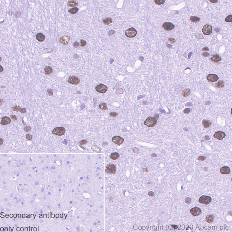 Immunohistochemistry (Formalin/PFA-fixed paraffin-embedded sections) - Anti-MeCP2 antibody [4B4] - BSA and Azide free (AB255834)