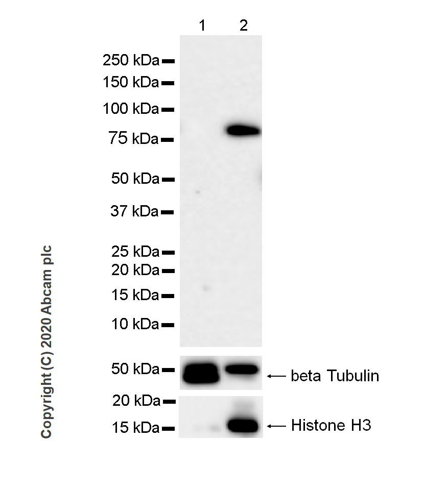 Western blot - Anti-MeCP2 antibody [4B4] - BSA and Azide free (AB255834), expandable thumbnail