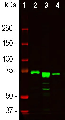 Western blot - Anti-MeCP2 antibody [5H12] (AB277629)