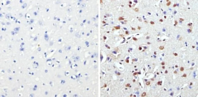 Immunohistochemistry (Formalin/PFA-fixed paraffin-embedded sections) - Anti-MeCP2 antibody (AB2828)