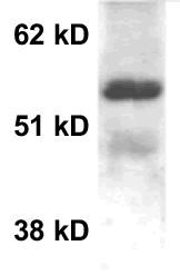 Western blot - Anti-MeCP2 antibody (AB2828)