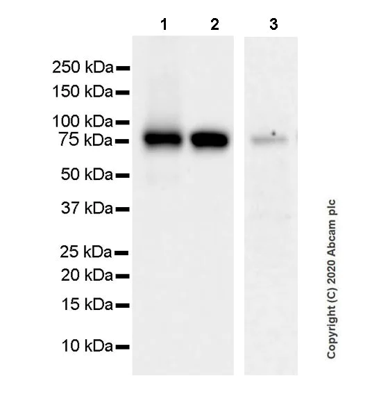 Western blot - Anti-MeCP2 antibody [EPR23201-3] (AB253197)