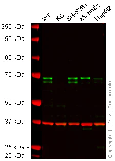 Western blot - Anti-MeCP2 antibody [EPR23201-3] (AB253197)