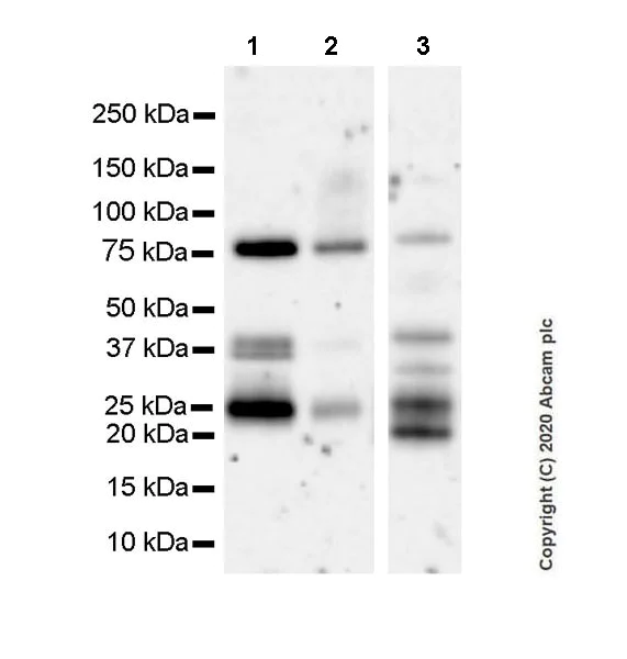 Western blot - Anti-MeCP2 antibody [EPR23201-3] (AB253197)