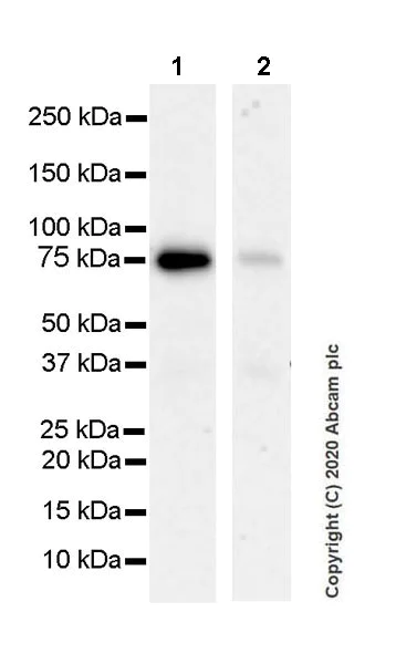 Western blot - Anti-MeCP2 antibody [EPR23201-3] (AB253197)