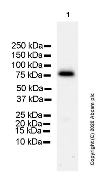 Western blot - Anti-MeCP2 antibody [EPR23201-3] (AB253197)