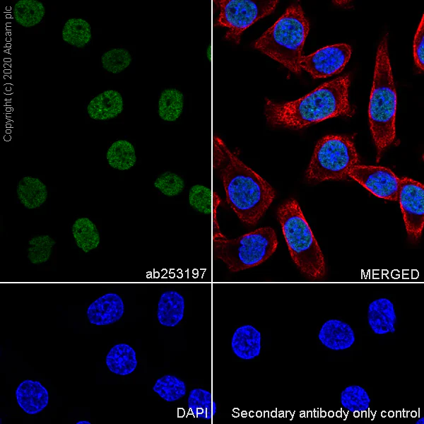 Immunocytochemistry/ Immunofluorescence - Anti-MeCP2 antibody [EPR23201-3] - BSA and Azide free (AB273059)