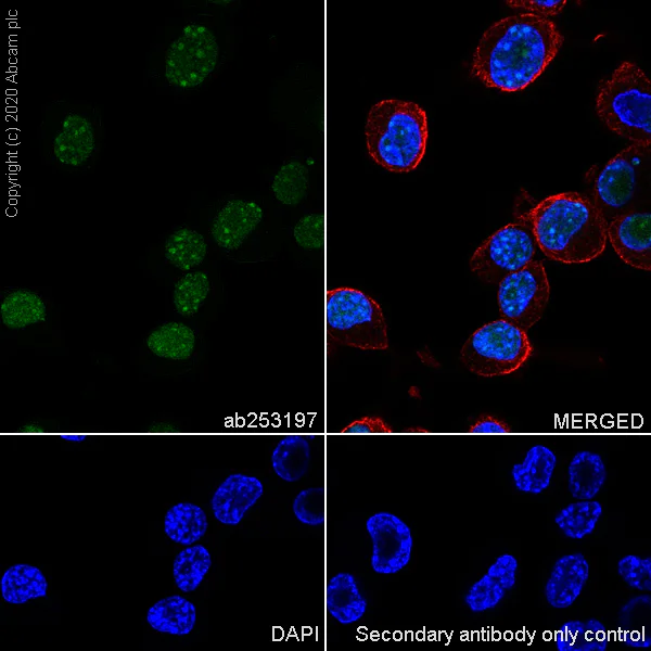 Immunocytochemistry/ Immunofluorescence - Anti-MeCP2 antibody [EPR23201-3] - BSA and Azide free (AB273059)