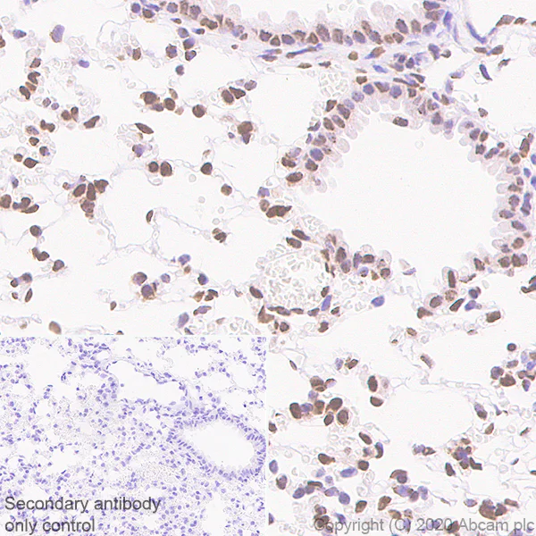 Immunohistochemistry (Formalin/PFA-fixed paraffin-embedded sections) - Anti-MeCP2 antibody [EPR23201-3] - BSA and Azide free (AB273059)