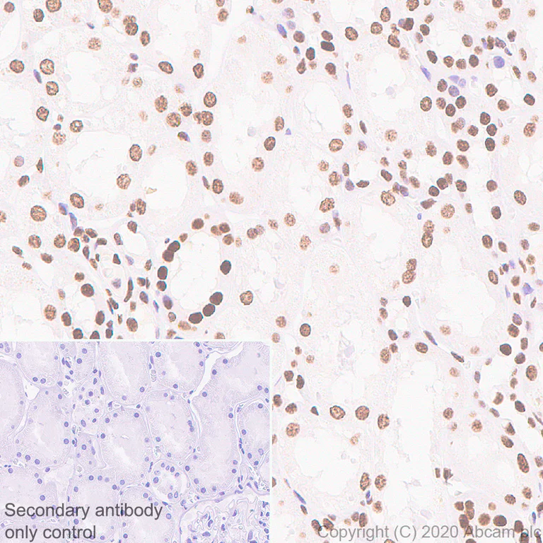Immunohistochemistry (Formalin/PFA-fixed paraffin-embedded sections) - Anti-MeCP2 antibody [EPR23201-3] - BSA and Azide free (AB273059)