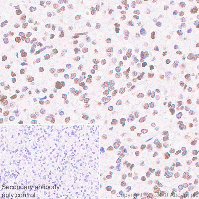Immunohistochemistry (Formalin/PFA-fixed paraffin-embedded sections) - Anti-MeCP2 antibody [EPR23201-3] - BSA and Azide free (AB273059)