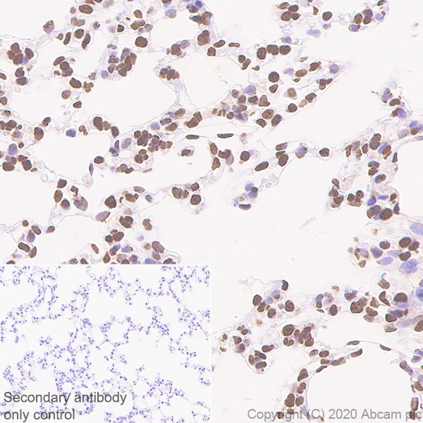 Immunohistochemistry (Formalin/PFA-fixed paraffin-embedded sections) - Anti-MeCP2 antibody [EPR23201-3] - BSA and Azide free (AB273059)