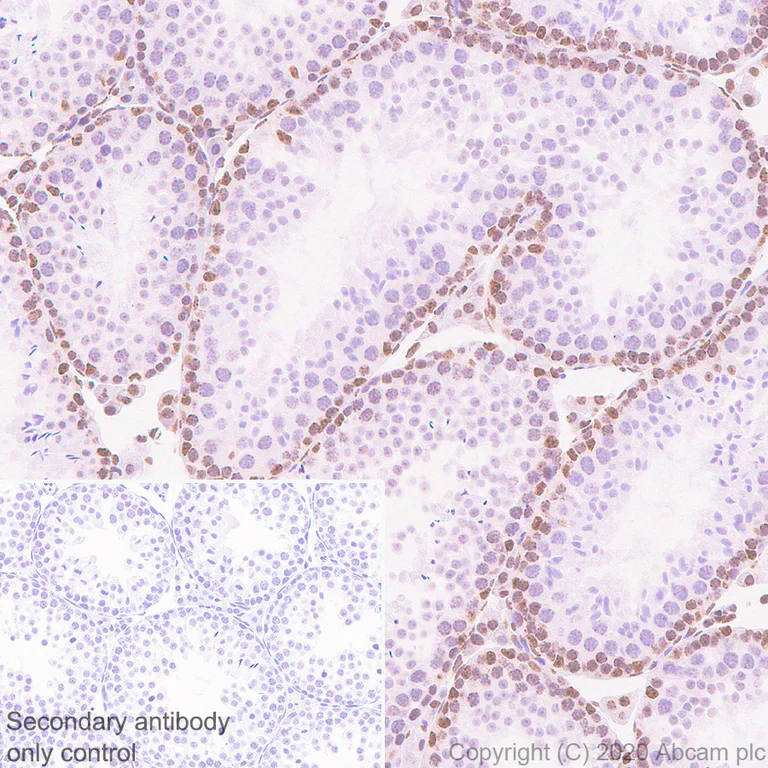 Immunohistochemistry (Formalin/PFA-fixed paraffin-embedded sections) - Anti-MeCP2 antibody [EPR23201-3] - BSA and Azide free (AB273059)