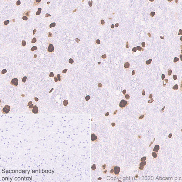 Immunohistochemistry (Formalin/PFA-fixed paraffin-embedded sections) - Anti-MeCP2 antibody [EPR23201-3] - BSA and Azide free (AB273059)