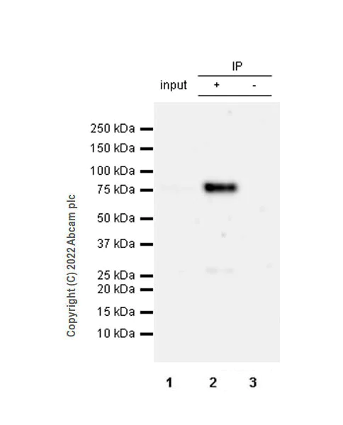 Immunoprecipitation - Anti-MeCP2 antibody [EPR23201-3] - BSA and Azide free (AB273059)