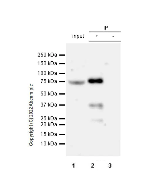 Immunoprecipitation - Anti-MeCP2 antibody [EPR23201-3] - BSA and Azide free (AB273059)
