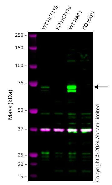 Western blot - Anti-MeCP2 antibody [EPR23201-3] - BSA and Azide free (AB273059)