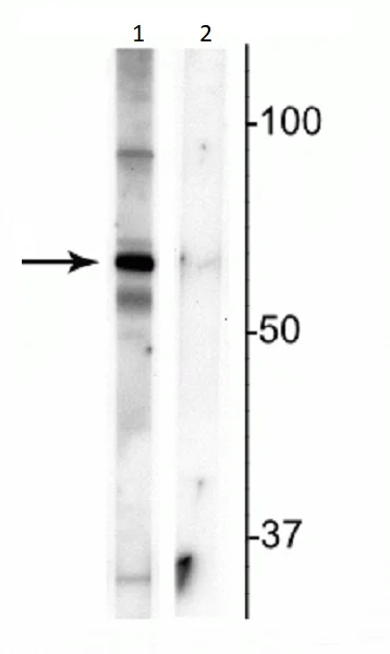 Western blot - Anti-MeCP2 (phospho S421) antibody (AB254050)