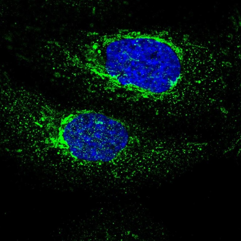 Immunocytochemistry/ Immunofluorescence - Anti-MECR antibody (AB254707), expandable thumbnail