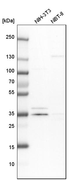 Western blot - Anti-MECR antibody (ab254707), expandable thumbnail