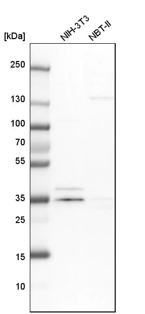 Western blot - Anti-MECR antibody (AB254707)