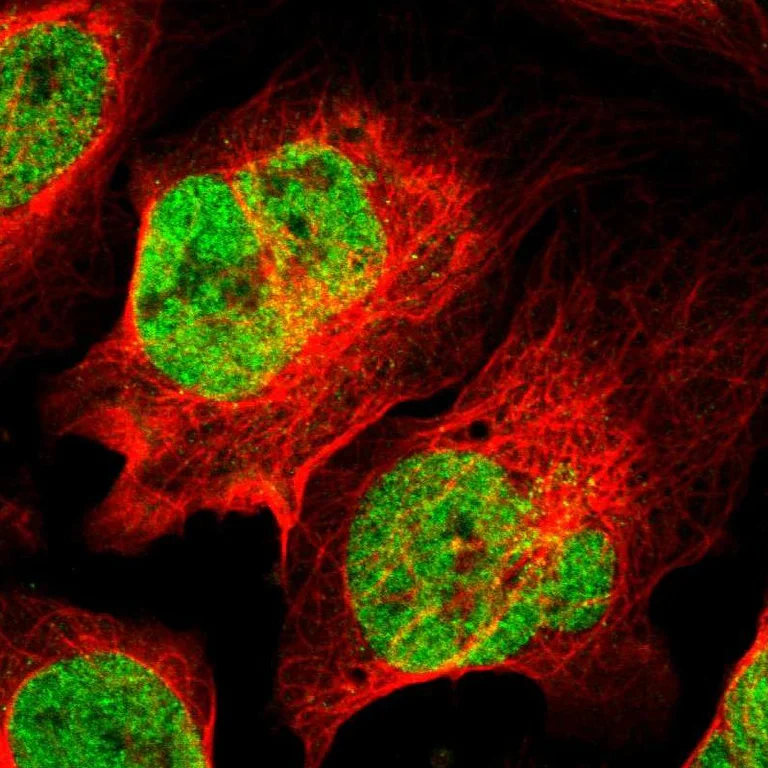Immunocytochemistry/ Immunofluorescence - Anti-MED12 Antibody (AB327176)